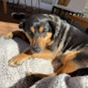 Meet your Posher, Rosa lu